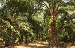 ทางหลวงชนบท รน. 4001, บางพระเหนือ, ละอุ่น, ระนอง, 85130 ประเทศไทย, ละอุ่น, 