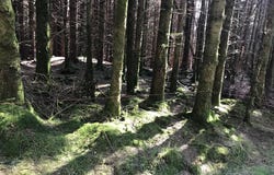 351 Acres of Forestry Land Gortaderra, County Clare, Scarriff, 