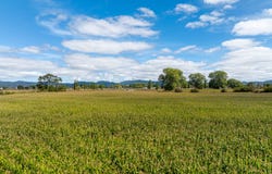 Te Kowhai, Waikato