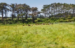 177A Mid Puniho Road Sections, Okato, New Plymouth