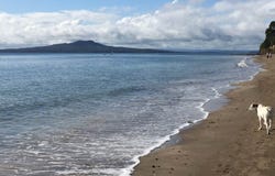 16C Hastings Road, Mairangi Bay, North Shore City