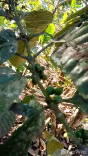 /international/id/smp-negeri-3-busungbiu-sepang-kel-busungbiu-buleleng-81154-indonesia-buleleng-sulawesi-tengah-340000104489/