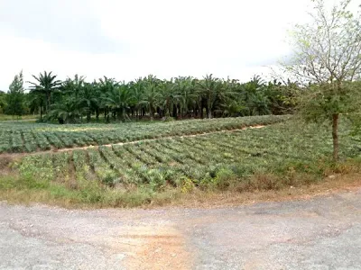 /international/th/bio-pellet-fertilizer-producer-group-village-no-6-ศาลาลัย-สามร้อยยอด-ประจวบคีรีขันธ์-77180-ประเทศไทย-สามร้อยยอด-340000146750/