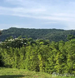 /international/th/nong-hiang-bo-fai-rd-hin-lek-fai-hua-hin-prachuap-khiri-khan-77110-tha-hin-lek-fai-prachuap-khiri-khan-340066009214/