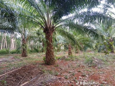 /international/th/บ้านในสระ-อำเภอเมืองกระบี่-จังหวัดกระบี่-ประเทศไทย-กระบี่-krabi-340066071449/