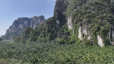 /international/th/4034-ไสไทย-กระบี่-81000-ประเทศไทย-กระบี่-krabi-340066026064/