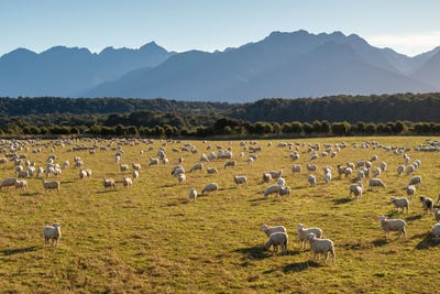 /international/nz/manapouri-te-anau-highway-manapouri-southland-380066082929/
