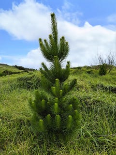 /international/nz/fisher-riley-forest-kaitaia-far-north-380066081593/