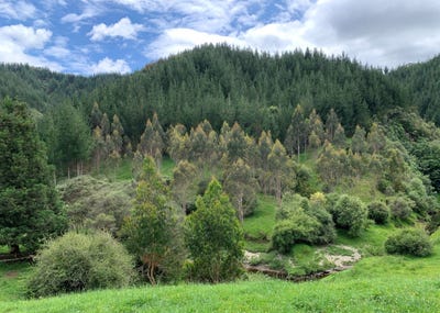 /international/nz/864-puniwhakau-road-pohokura-and-surrounds-stratford-380066086136/