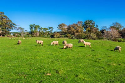 /international/nz/taupaki-road-taupaki-auckland-380066079977/
