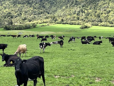 /international/nz/2115-whataroa-highway-whataroa-westland-380066082023/
