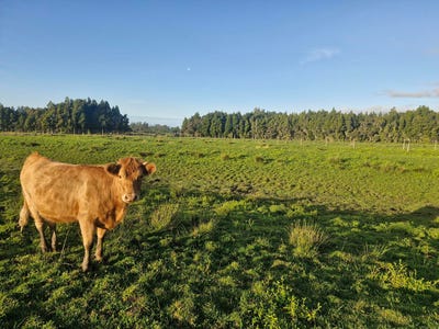 /international/nz/westport-buller-380066097722/