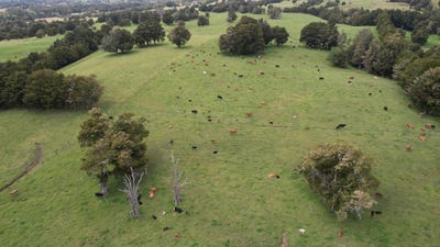 /international/nz/1387-state-highway-1-okaihau-far-north-380066086159/