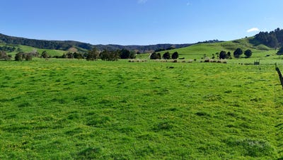 /international/nz/matakana-rodney-380066078884/