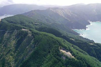 /international/nz/queen-charlotte-forest-onapua-bay-marlborough-sounds-marlborough-380066086753/