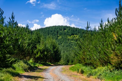 /international/nz/chimney-creek-forest-rights-kotemaori-wairoa-380066080610/