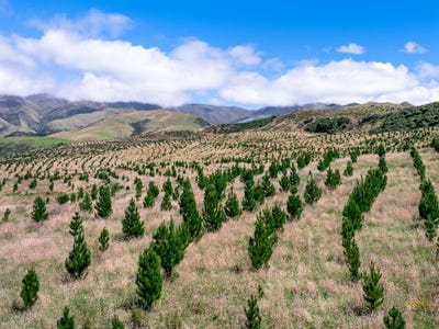 /international/nz/maungati-waimate-380066081370/