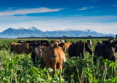 /international/nz/671-hinds-lismore-road-lismore-ashburton-380066181194/