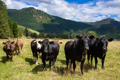 /international/nz/148-tunakino-valley-road-rai-valley-marlborough-380066114436/