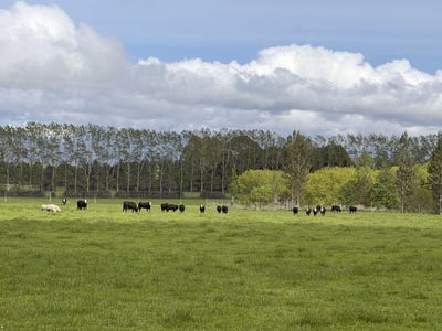 /international/nz/1148-blackmount-redcliff-road-te-anau-southland-380066083124/