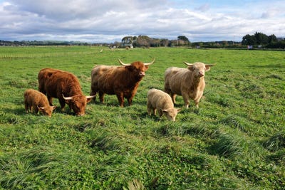 /international/nz/pahiatua-tararua-380066106165/