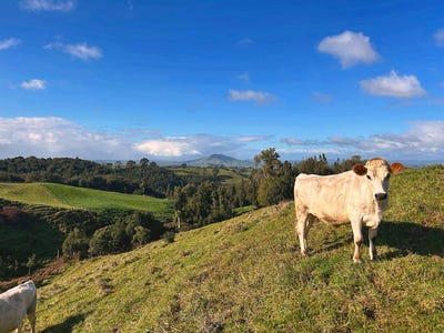 /international/nz/194-pekanui-road-pirongia-waipa-380066168577/
