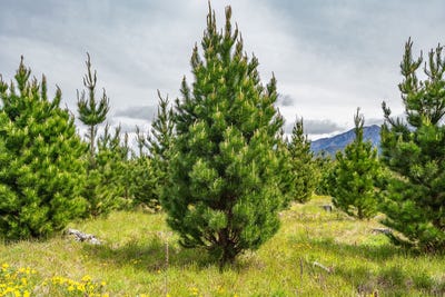 /international/nz/461-woodbank-road-hanmer-springs-hurunui-380066097771/