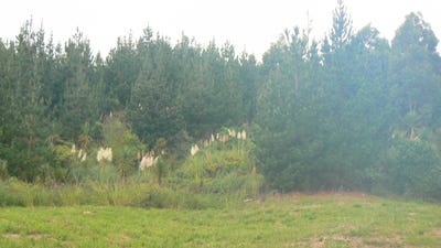 /international/nz/340-duddy-road-kaikohe-far-north-380066081810/