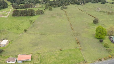 /international/nz/kauri-whangarei-380066148647/