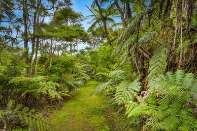 /international/nz/waimauku-rodney-380066096981/