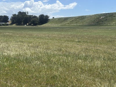 /international/nz/makikihi-waimate-380066105378/