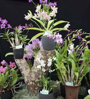 /international/nz/694-mangakahia-road-poroti-whangarei-380066075775/