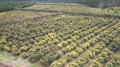 /international/nz/156-mcmanus-road-houhora-far-north-380066076735/