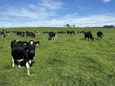 /international/nz/300-centre-road-riverton-surrounds-southland-380066078567/