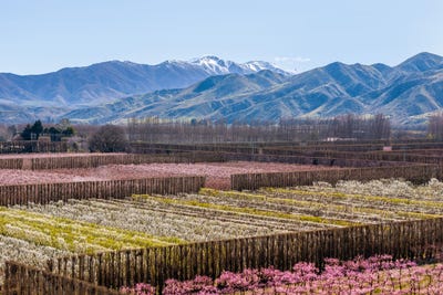 /international/nz/5221-kurow-duntroon-road-duntroon-waitaki-380066082079/