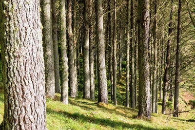 /international/nz/awakino-forest-cutting-right-awakino-waitomo-380066100467/