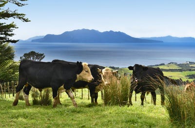 /international/nz/65-rodney-road-pakiri-rodney-380066089773/