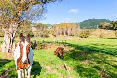 /international/nz/84-derham-road-te-horo-kapiti-coast-380066092998/