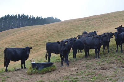 /international/nz/492-moonshine-hill-road-moonshine-valley-upper-hutt-city-380066081344/