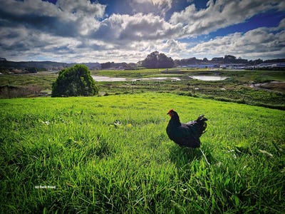 /international/nz/tauriko-tauranga-380066083107/