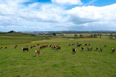 /international/nz/194-toia-road-okaihau-far-north-380066076985/