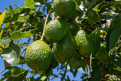 /international/nz/88-stone-wall-rise-maungatapere-whangarei-380066111666/