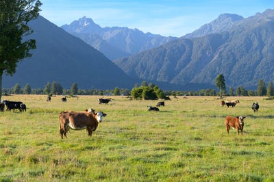 /international/nz/298-cook-flat-road-fox-glacier-westland-380066081224/