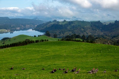 /international/nz/waikite-valley-rotorua-380066178501/