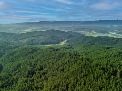 /international/nz/motukiore-forest-okaihau-far-north-380066170506/