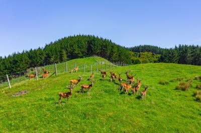 /international/nz/1169-ruakaka-road-tiniroto-gisborne-380066082775/