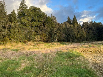 /international/nz/franz-josef-glacier-westland-380066103551/