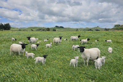 /international/nz/56-oparatai-road-pahiatua-tararua-380066115545/