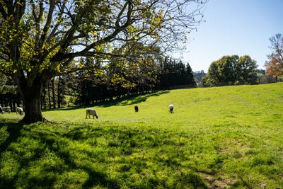 /international/nz/2-1873-maungatautari-road-cambridge-waipa-380066078988/