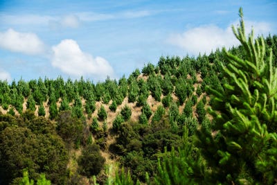 /international/nz/turakina-rangitikei-380066077313/
